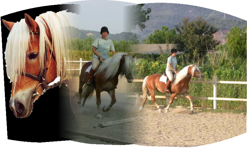 Haflinger Pony Stallion